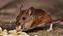 24 Hour & Emergency Exterminators in Morristown, NJ